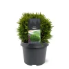 Struiken|Ecocheques|ohgreen Thuja occidentalis 'Danica'