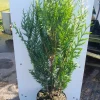 Struiken|Ecocheques|ohgreen Thuja plicata Atrovirens ( Reuzenlevensboom )
