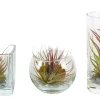 Groene Planten|Ecocheques|ohgreen Tillandsia glas mix (luchtplantje)