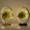 Composities En Terrariums|Ecocheques|ohgreen Tillandsia led edition
