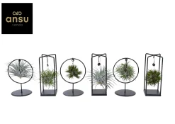 Groene Planten|Ecocheques|ohgreen Tillandsia mix s