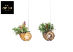Groene Planten|Ecocheques|ohgreen Tillandsia Shelly hang (luchtplantje)