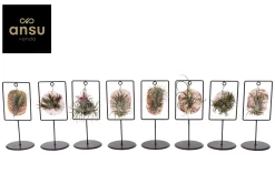 Groene Planten|Ecocheques|ohgreen Tilly Tiles Design (luchtplantje)