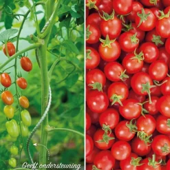 Bind En Steun|Ecocheques|ohgreen Tomatenspiraal