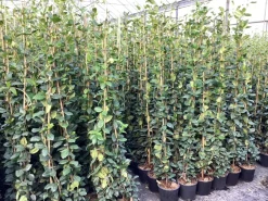 Klimplanten|Ecocheques|ohgreen Trachelospermum jasminoides ( Sterjasmijn )
