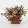 Groene Planten|Ecocheques|ohgreen Tradescantia fluminensis Quadricolor ( Vaderplant )