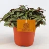 Groene Planten|Ecocheques|ohgreen Tradescantia zebrina Compacta