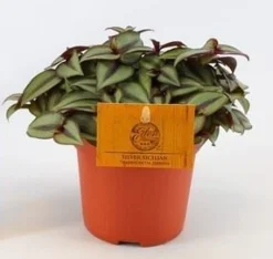 Groene Planten|Ecocheques|ohgreen Tradescantia zebrina Compacta
