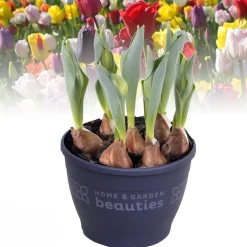 Voorjaar|Ecocheques|ohgreen Tulipa gemengd