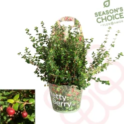 Struiken|Ecocheques|ohgreen Ugni molinae ( Chileense Guava )
