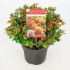 Struiken|Ecocheques|ohgreen Vaccinium vitis idaea ' red candy' - rode bosbes, vossenbes, hondsbes
