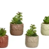 Sfeermakers|ohgreen Vetplant 12cm groen