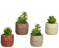 Sfeermakers|ohgreen Vetplant 12cm groen