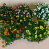 Violen|Ecocheques|ohgreen Viool in schaal