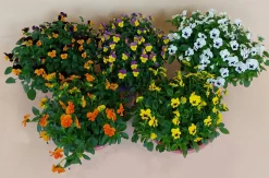 Violen|Ecocheques|ohgreen Viool in schaal