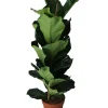 Groene Planten|Ecocheques|ohgreen Vioolbladplant (Ficus lyrata)