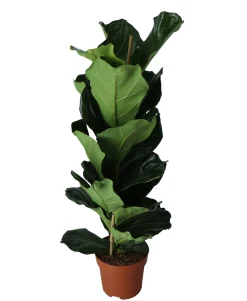 Groene Planten|Ecocheques|ohgreen Vioolbladplant (Ficus lyrata)