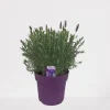 Lavendel|Ecocheques|ohgreen Vlinder lavendel p18