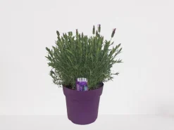 Lavendel|Ecocheques|ohgreen Vlinder lavendel p18