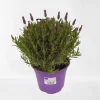 Lavendel|Ecocheques|ohgreen Vlinder lavendel p14