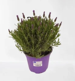 Lavendel|Ecocheques|ohgreen Vlinder lavendel p14