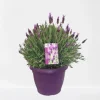 Lavendel|Ecocheques|ohgreen Vlinder lavendel p25