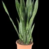 Cactus - Succulent - Sanseveria|Ecocheques|ohgreen Vrouwentongen 'Sanseviera trifasciata "Laurentii"