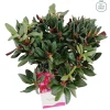 Struiken|Ecocheques|ohgreen Weigela florida Wine & Roses ( Alexandra )