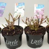 Struiken|Ecocheques|ohgreen Witte hortensia p17