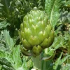 Zaden|Ecocheques|ohgreen Zaden: artichoc imperial star