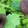 Zaden|Ecocheques|ohgreen Zaden: asiasla mesclun