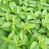 Zaden|Ecocheques|ohgreen Zaden: basilicum citronella