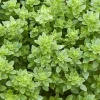 Zaden|Ecocheques|ohgreen Zaden: basilicum griek