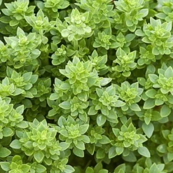 Zaden|Ecocheques|ohgreen Zaden: basilicum griek