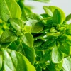 Zaden|Ecocheques|ohgreen Zaden: basilicum groen fijn