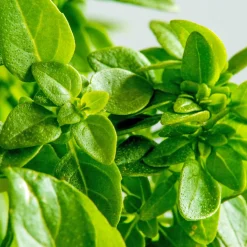 Zaden|Ecocheques|ohgreen Zaden: basilicum groen fijn