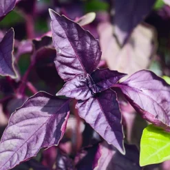 Zaden|Ecocheques|ohgreen Zaden: basilicum purper