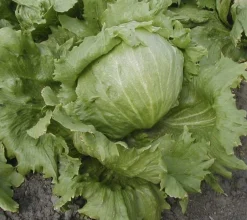 Zaden|Ecocheques|ohgreen Zaden: bataviasla iceberg "saladin"