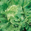 Zaden|Ecocheques|ohgreen Zaden: bataviasla reine des glaces