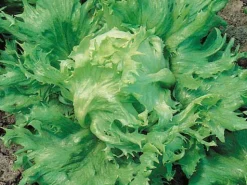 Zaden|Ecocheques|ohgreen Zaden: bataviasla reine des glaces