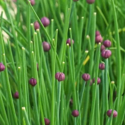 Zaden|Ecocheques|ohgreen Zaden: bieslook gewoon