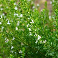 Zaden|Ecocheques|ohgreen Zaden: bonekruid des montagnes