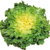 Zaden|Ecocheques|ohgreen Zaden: breedbladige andijvie reusachtige groentetuinvrouw
