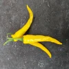 Zaden|Ecocheques|ohgreen Zaden: cayenne-peper geel
