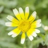 Zaden|Ecocheques|ohgreen Zaden: chrysant eetbaar shungiku