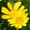 Zaden|Ecocheques|ohgreen Zaden: chrysant gele ganzenbloem