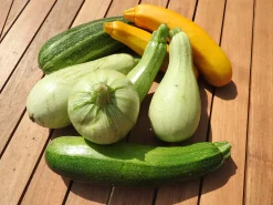 Zaden|Ecocheques|ohgreen Zaden: courgette mengeling