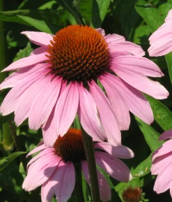 Zaden|Ecocheques|ohgreen Zaden: echinacea purpurea