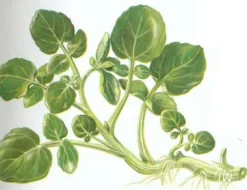 Zaden|Ecocheques|ohgreen Zaden: gewoon barbarakruid