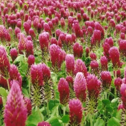 Zaden|Ecocheques|ohgreen Zaden: incarnaatklaver (groenbemester)